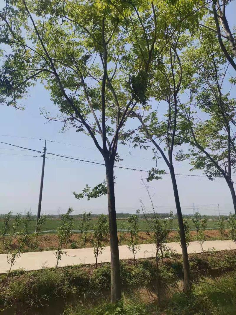 栾树南栾黄山栾一手货源苗圃直销无病虫害规格齐全保证成活
