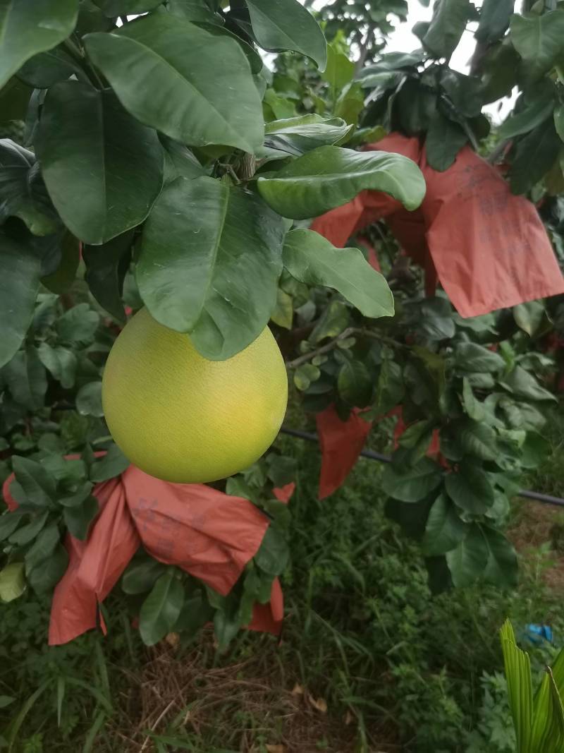 海南三红蜜柚红肉蜜柚平和琯溪蜜柚品种果地直供