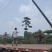 山东造型油松，造型黑松，迎客松，泰山松，平顶松当天发货