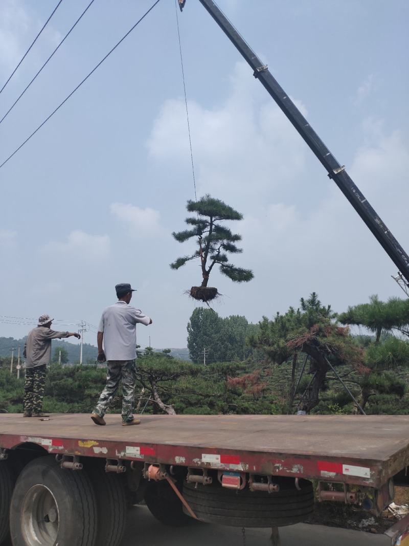 山东造型油松，造型黑松，迎客松，泰山松，平顶松当天发货