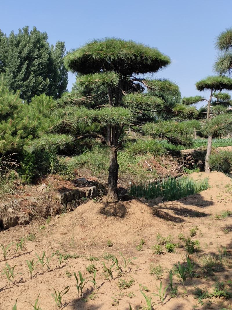 山东造型油松，造型黑松，迎客松，泰山松，平顶松当天发货