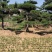 山东造型油松，造型黑松，迎客松，泰山松，平顶松当天发货