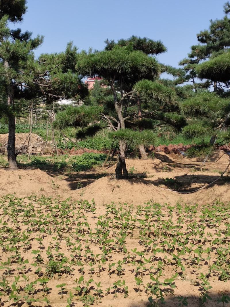 山东造型油松，造型黑松，迎客松，泰山松，平顶松当天发货