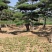 山东造型油松，造型黑松，迎客松，泰山松，平顶松当天发货