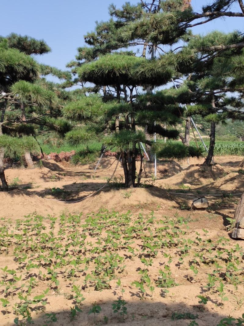 山东造型油松，造型黑松，迎客松，泰山松，平顶松当天发货