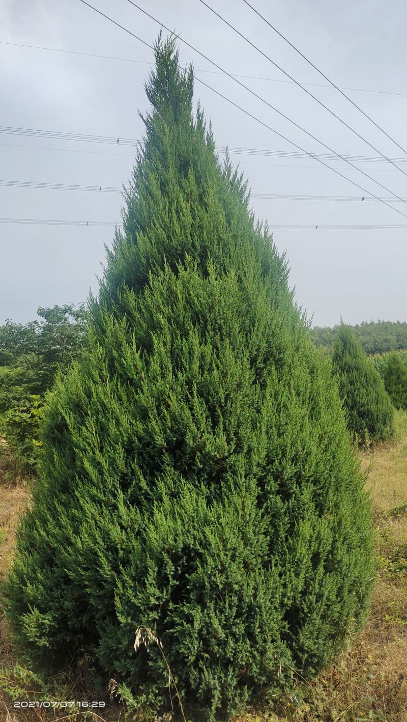 河南基地地直供1.5-～-4米精品河南侩