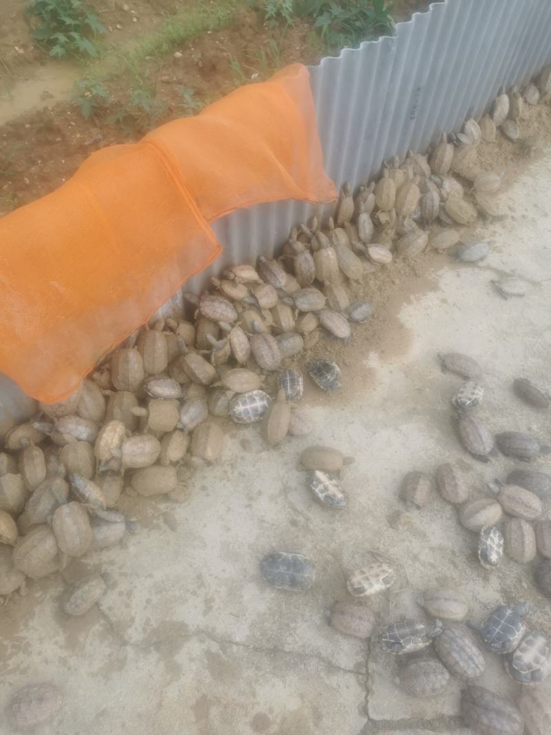 中华草龟公乌龟公墨龟公配种公