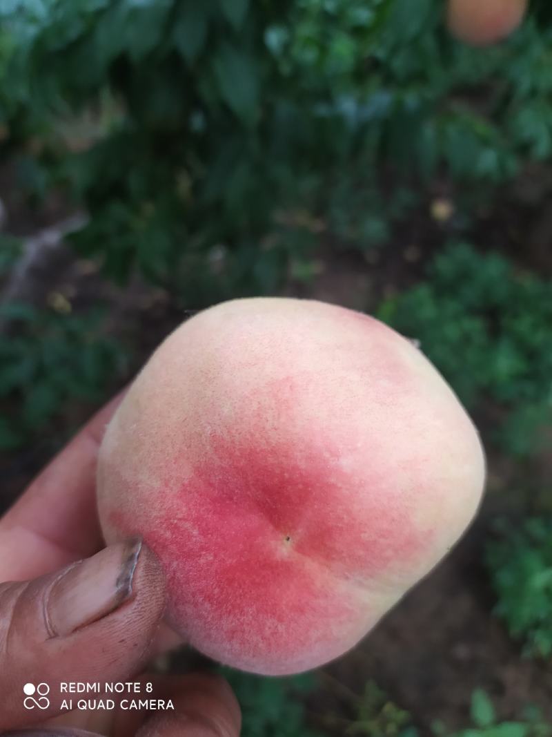 春雪突围红梅早风王毛桃产地货源品质好，口感甜颜色好