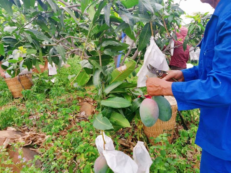 攀枝花凯特芒果专业产地代办全渠道供应