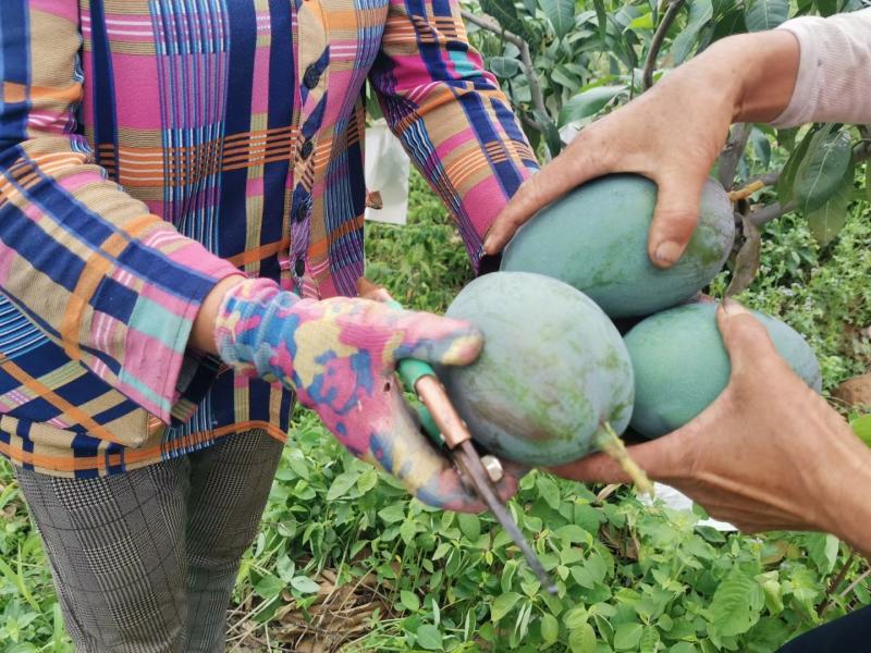 攀枝花凯特芒果专业产地代办全渠道供应