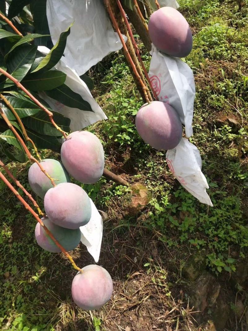 攀枝花凯特芒果专业产地代办全渠道供应