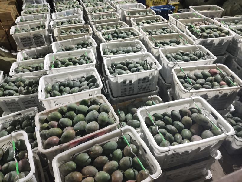 攀枝花凯特芒果专业产地代办全渠道供应