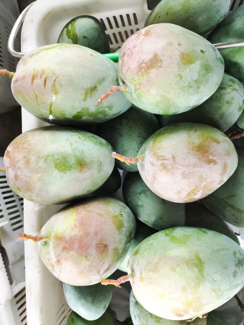 攀枝花凯特芒果专业产地代办全渠道供应