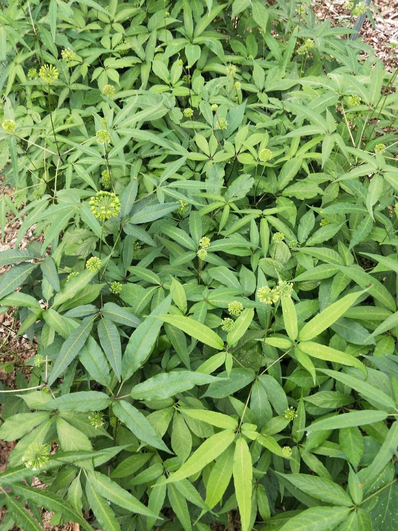 竹节参种苗