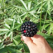 竹节参种苗