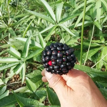 竹节参种苗