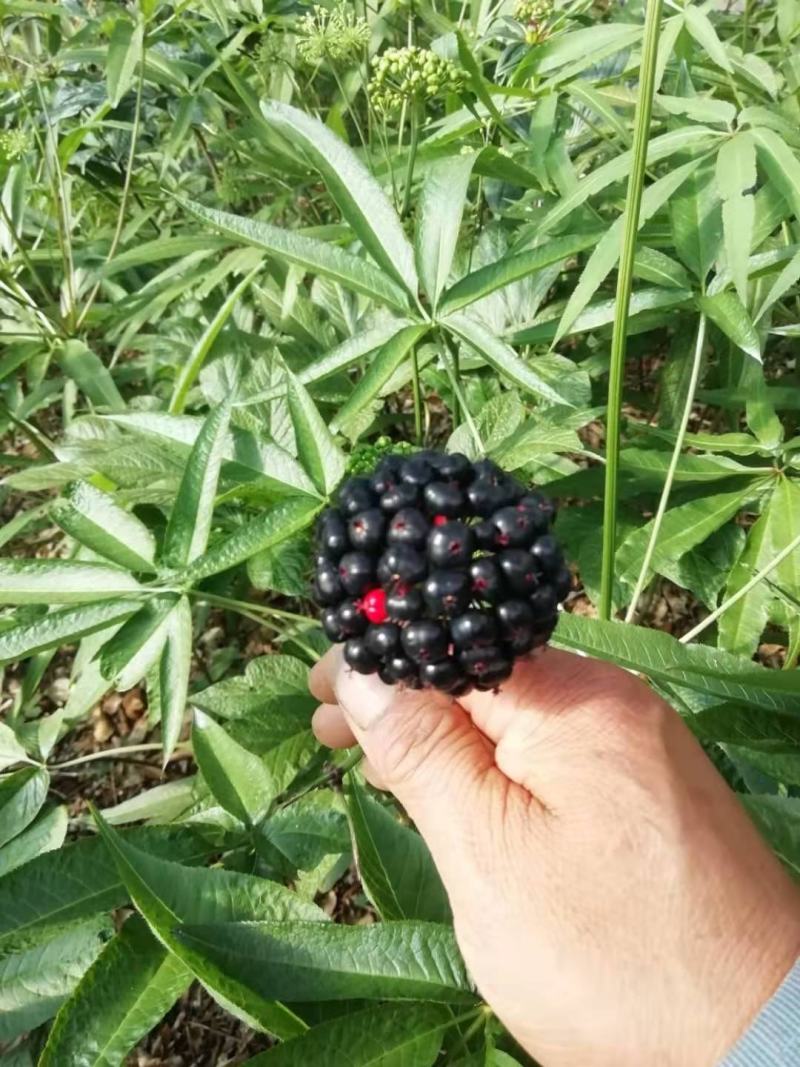 竹节参种苗