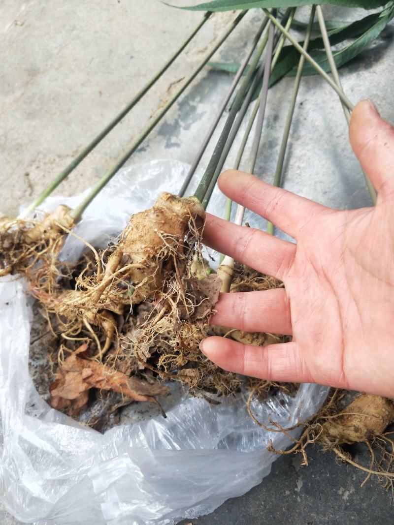 竹节参种苗