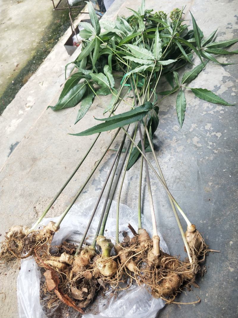 竹节参种苗