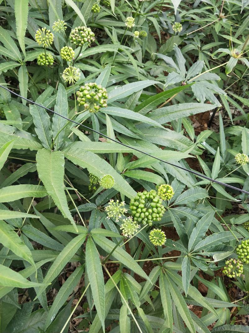 竹节参种苗