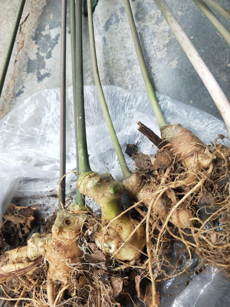 竹节参种苗