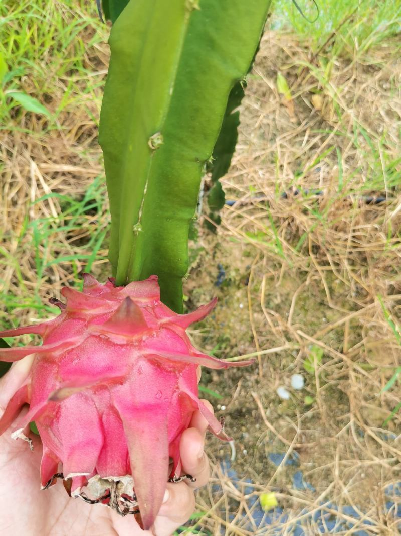 火龙果（大红，金都1号）大量上市