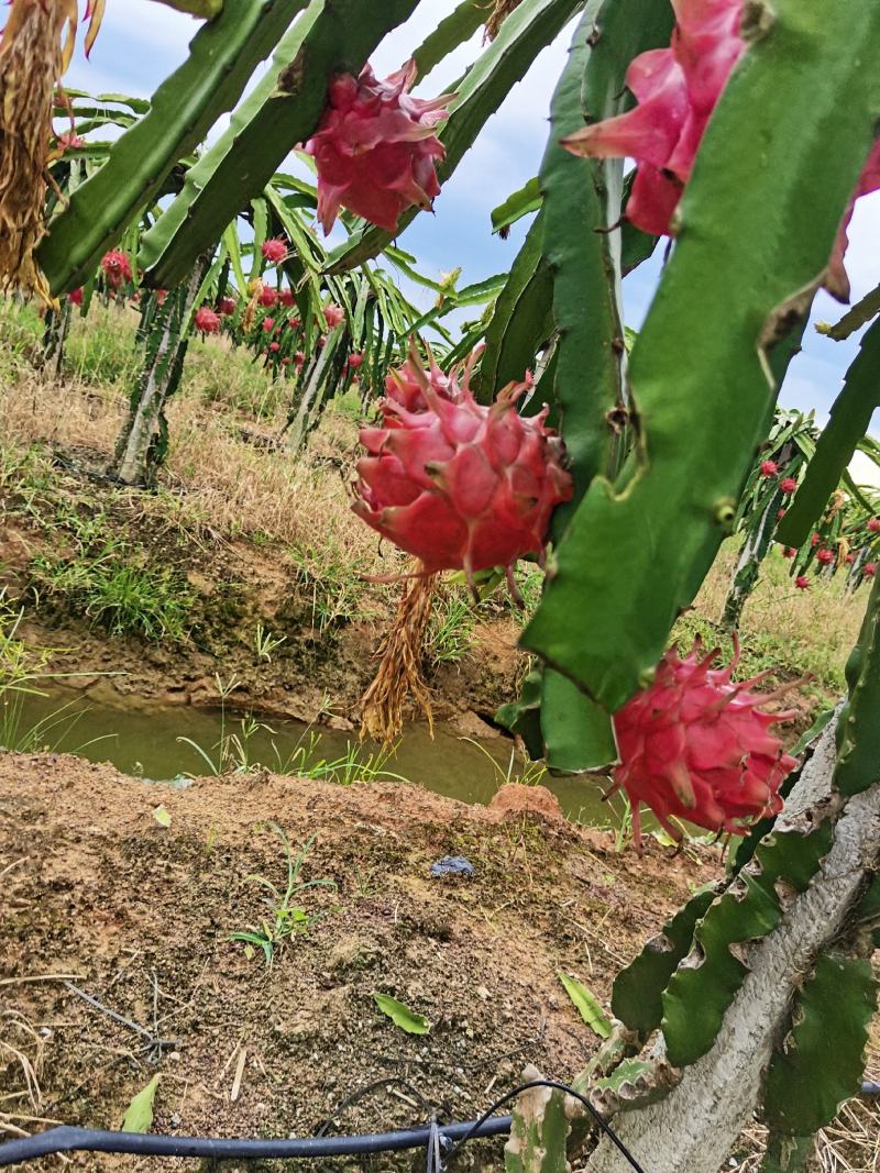 火龙果（大红，金都1号）大量上市