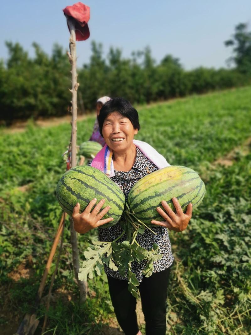 东方巨龙西瓜，瓜皮薄，瓜肉鲜艳爽甜可口，一家种100亩