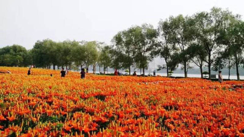 百合花种球耐寒多年生基地自繁复苏开花球景区花海绿化公园