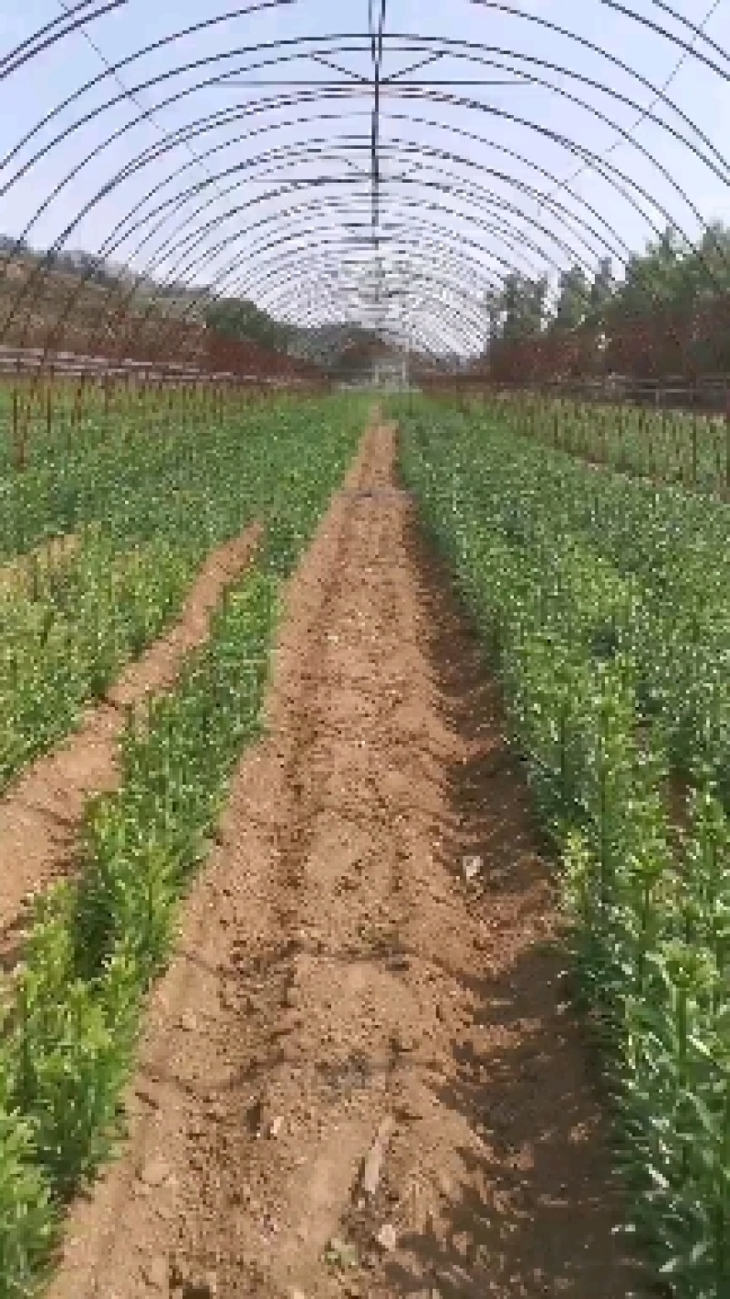 百合花种球耐寒多年生基地自繁复苏开花球景区花海绿化公园