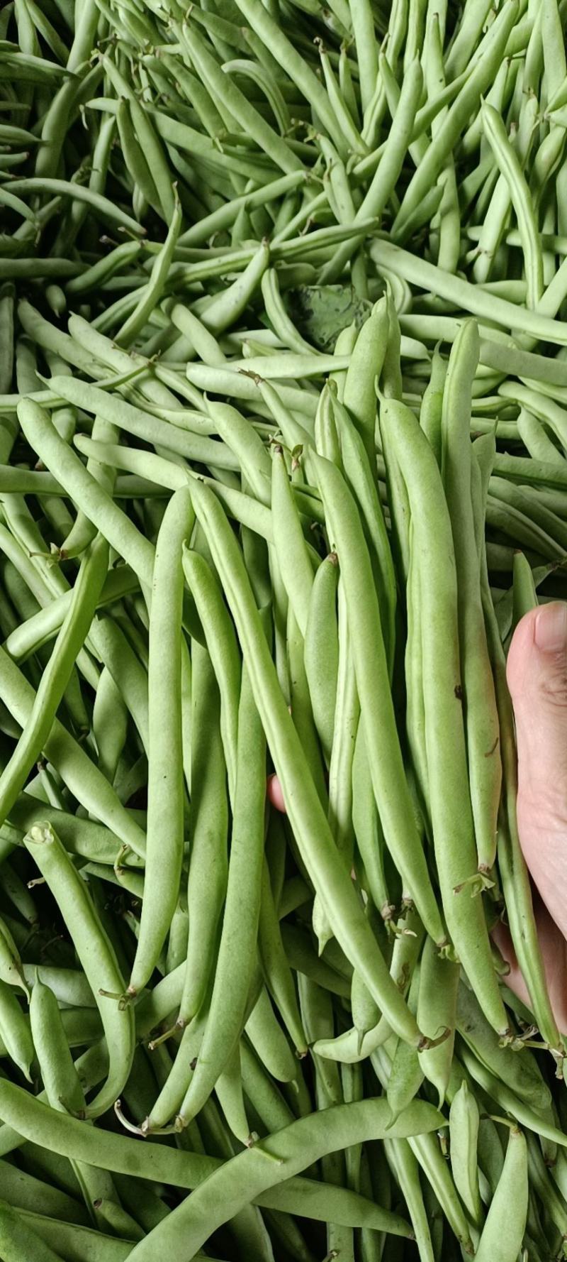 【精品】高山白荚四季豆细长条嫩度好大量上市中欢迎电联采购