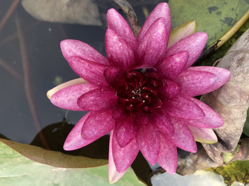 睡莲根块，睡莲带花包，工程睡莲，水培植物，工程荷花