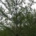 银杏树邳州银杏树20公分左右规格齐全量大从优