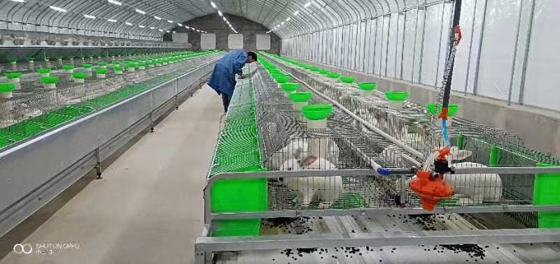 兔子活物伊高乐肉兔兔子白兔活兔子活体比利时兔批发