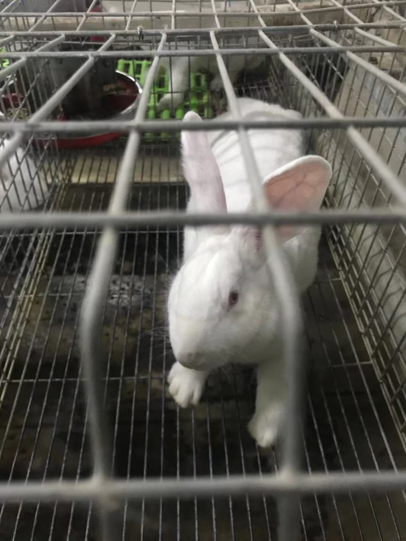 兔子活物伊高乐肉兔兔子白兔活兔子活体比利时兔批发