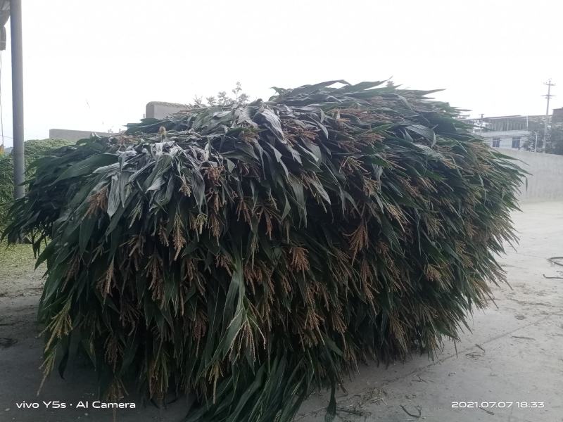 玉米桔杆加工饲料，青储，黄贮，发酵包