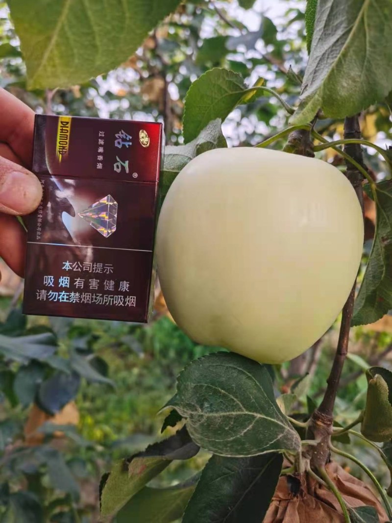晚秋梨，秋月梨，黄金梨，黄冠大量供应馆陶众康果品市场