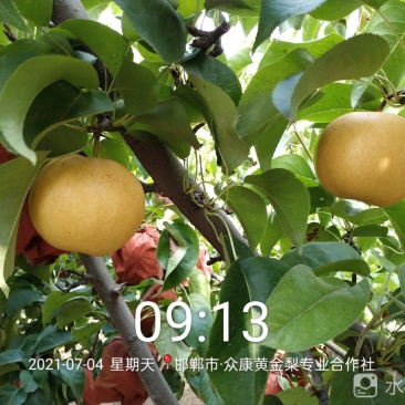 晚秋梨，秋月梨，黄金梨，黄冠大量供应馆陶众康果品市场
