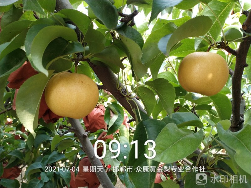 晚秋梨，秋月梨，黄金梨，黄冠大量供应馆陶众康果品市场