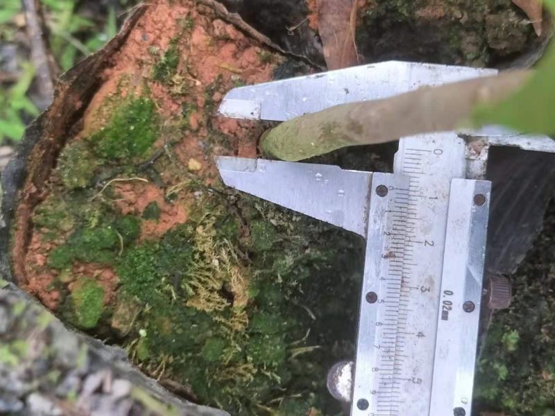沉香苗，土沉香实生杯苗，欢迎客户联系，下単