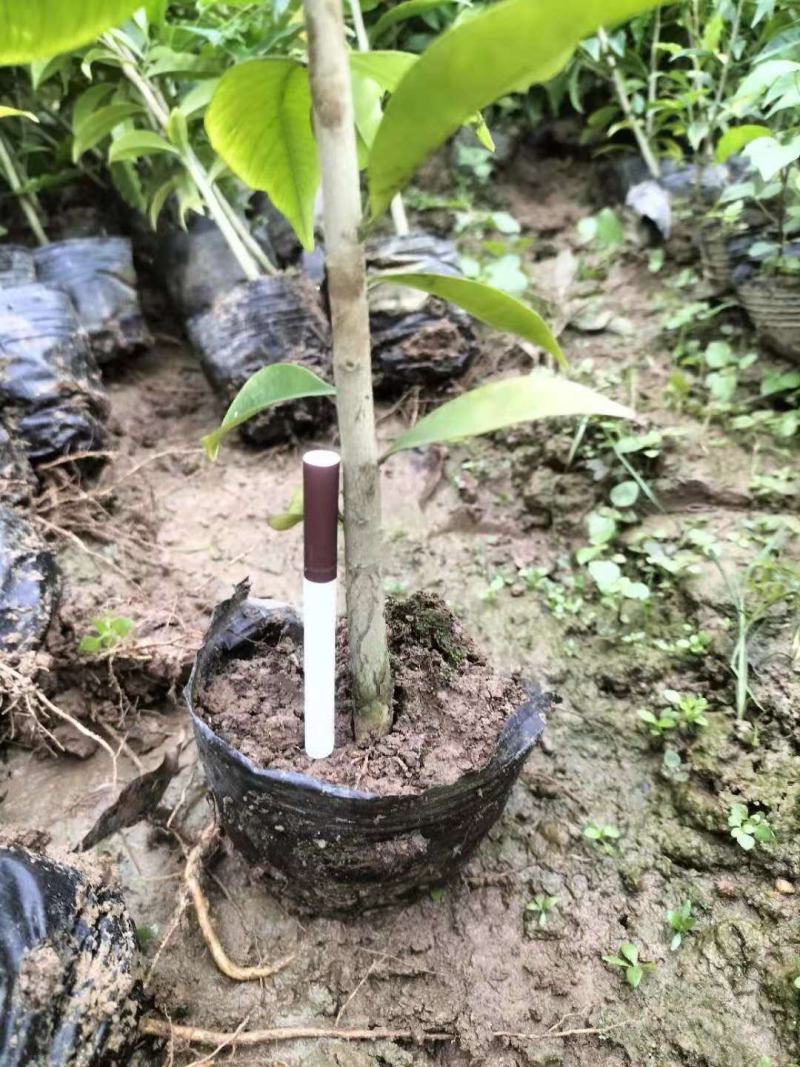 沉香苗，土沉香实生杯苗，欢迎客户联系，下単