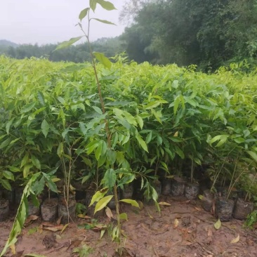 沉香苗，土沉香实生杯苗，欢迎客户联系，下単