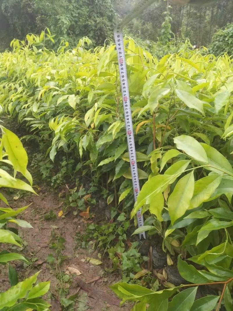 沉香苗，土沉香实生杯苗，欢迎客户联系，下単