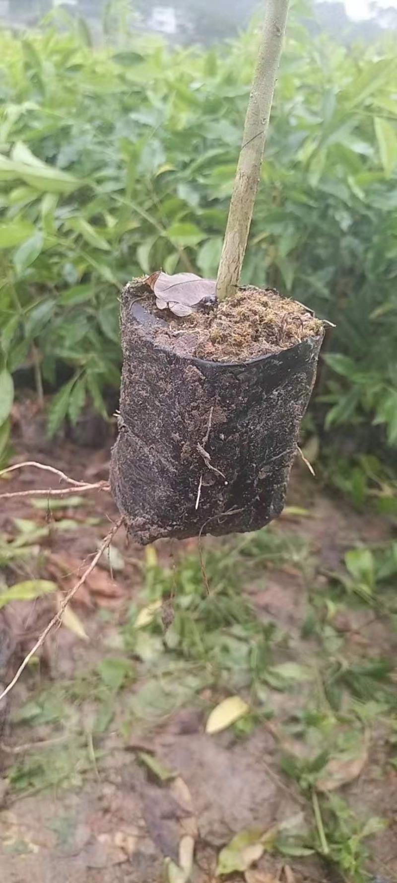 沉香苗，土沉香实生杯苗，欢迎客户联系，下単