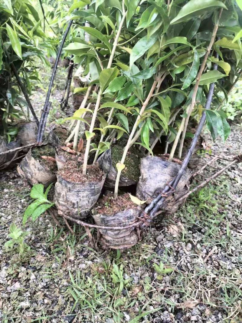 沉香苗，土沉香实生杯苗，欢迎客户联系，下単