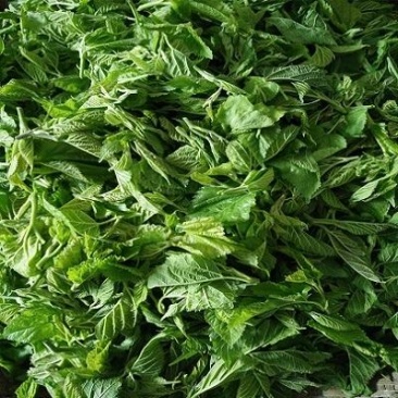 新鲜桑鲜尖速冻桑芽菜桑树芽冷冻桑嫩芽酒店养生食用桑叶菜