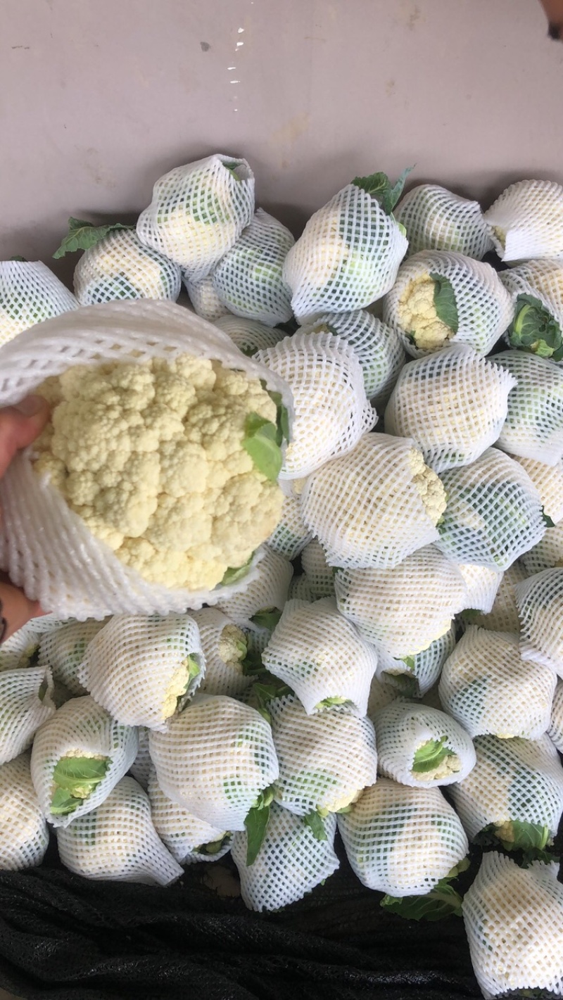 精品菜花大量有货，需要的联系