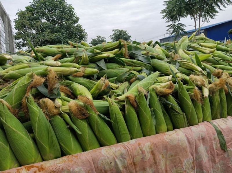 万糯2000大量有货，需要的联系