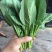 菠菜精品菠菜大量上市，露天大棚全部有货，圆叶大叶