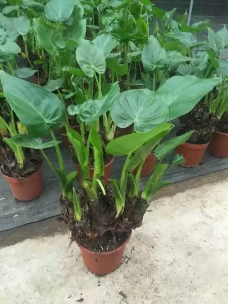 滴水观音盆栽室内绿植好养植物水培大叶霸王芋客厅盆景吸甲醛